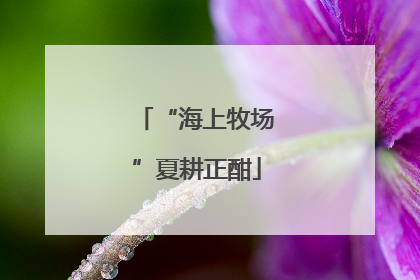 “海上牧场”夏耕正酣