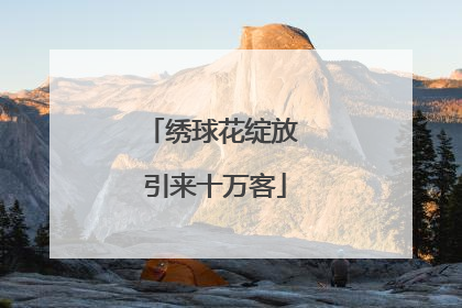 绣球花绽放 引来十万客