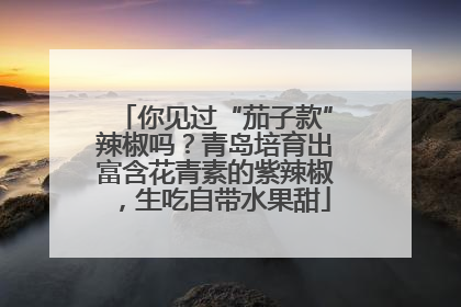 你见过“茄子款”辣椒吗？青岛培育出富含花青素的紫辣椒，生吃自带水果甜