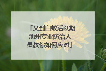 又到白蚁活跃期 池州专业防治人员教你如何应对