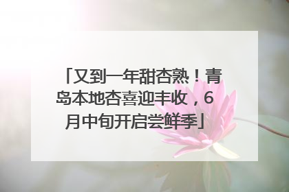 又到一年甜杏熟！青岛本地杏喜迎丰收，6月中旬开启尝鲜季