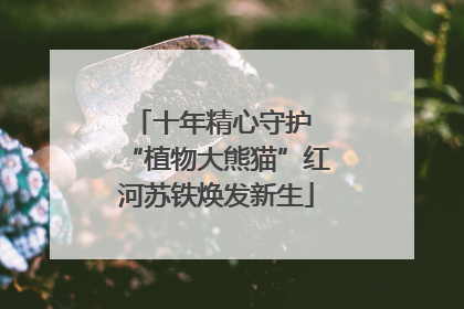 十年精心守护 “植物大熊猫”红河苏铁焕发新生