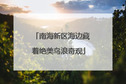 南海新区海边藏着绝美鸟浪奇观