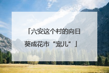 六安这个村的向日葵成花市“宠儿”