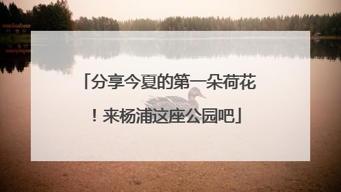 分享今夏的第一朵荷花！来杨浦这座公园吧