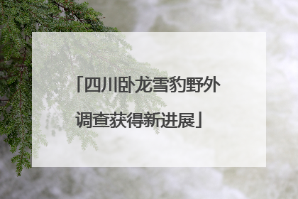 四川卧龙雪豹野外调查获得新进展