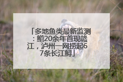 多地鱼类最新监测：鳤20余年首现赣江，泸州一网捞起67条长江鲟
