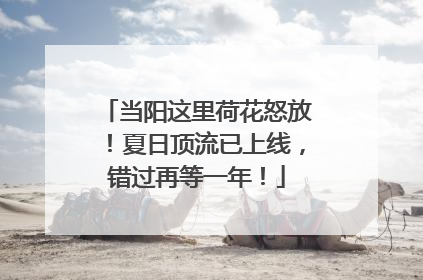 当阳这里荷花怒放！夏日顶流已上线，错过再等一年！