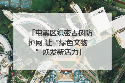 屯溪区织密古树防护网 让“绿色文物”焕发新活力