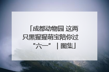 成都动物园 这两只黑猩猩萌宝陪你过“六一”｜图集