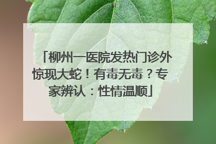 柳州一医院发热门诊外惊现大蛇！有毒无毒？专家辨认：性情温顺