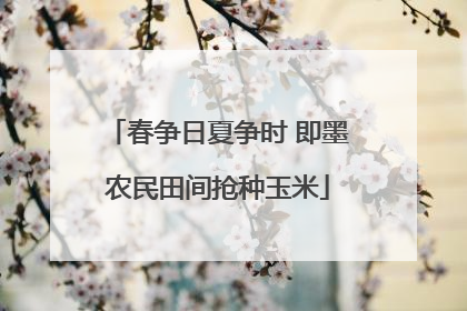 春争日夏争时 即墨农民田间抢种玉米