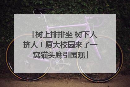 树上排排坐 树下人挤人！厦大校园来了一窝猫头鹰引围观
