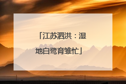 江苏泗洪：湿地白鹭育雏忙