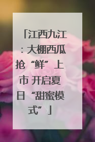 江西九江：大棚西瓜抢“鲜”上市 开启夏日“甜蜜模式”