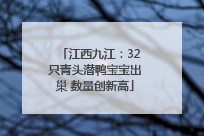 江西九江：32只青头潜鸭宝宝出巢 数量创新高