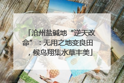 沧州盐碱地“逆天改命”：无用之地变良田，候鸟翔集水草丰美
