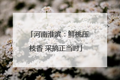 河南淮滨：鲜桃压枝香 采摘正当时