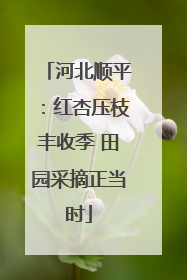 河北顺平：红杏压枝丰收季 田园采摘正当时
