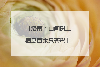 洛南：山间树上栖息百余只苍鹭