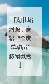 湖北堵河源：豪猪“全家总动员”悠闲觅食