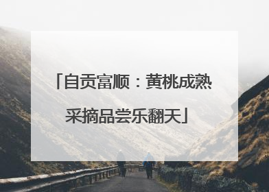 自贡富顺：黄桃成熟 采摘品尝乐翻天