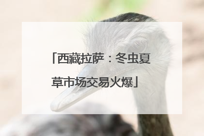 西藏拉萨：冬虫夏草市场交易火爆